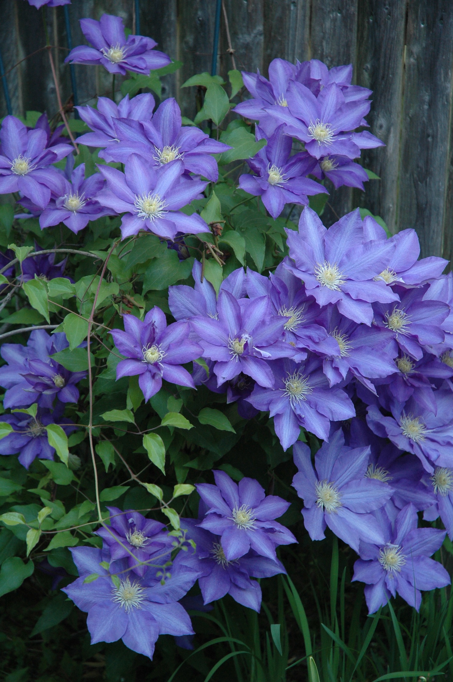 Purple clematis
