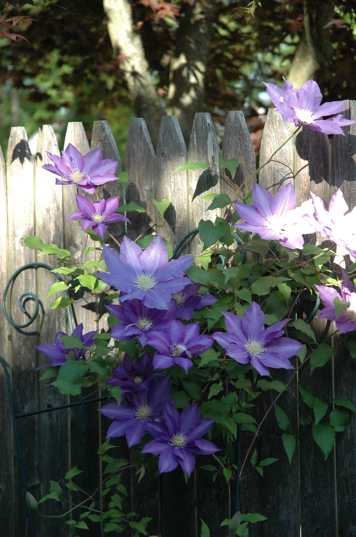Purple clematis climbing the cottage fence
