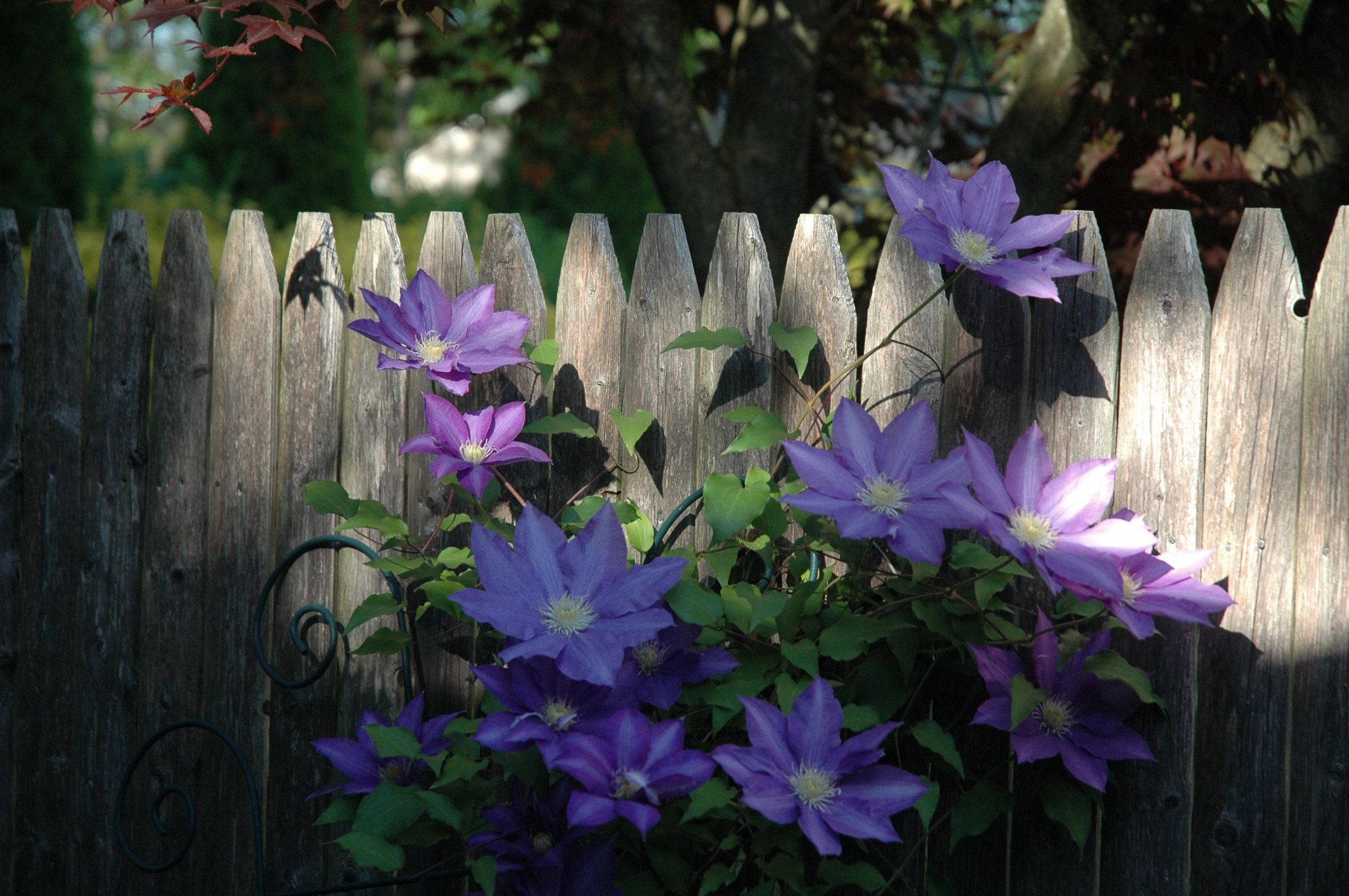 Purple clematis climbing the cottage fence
