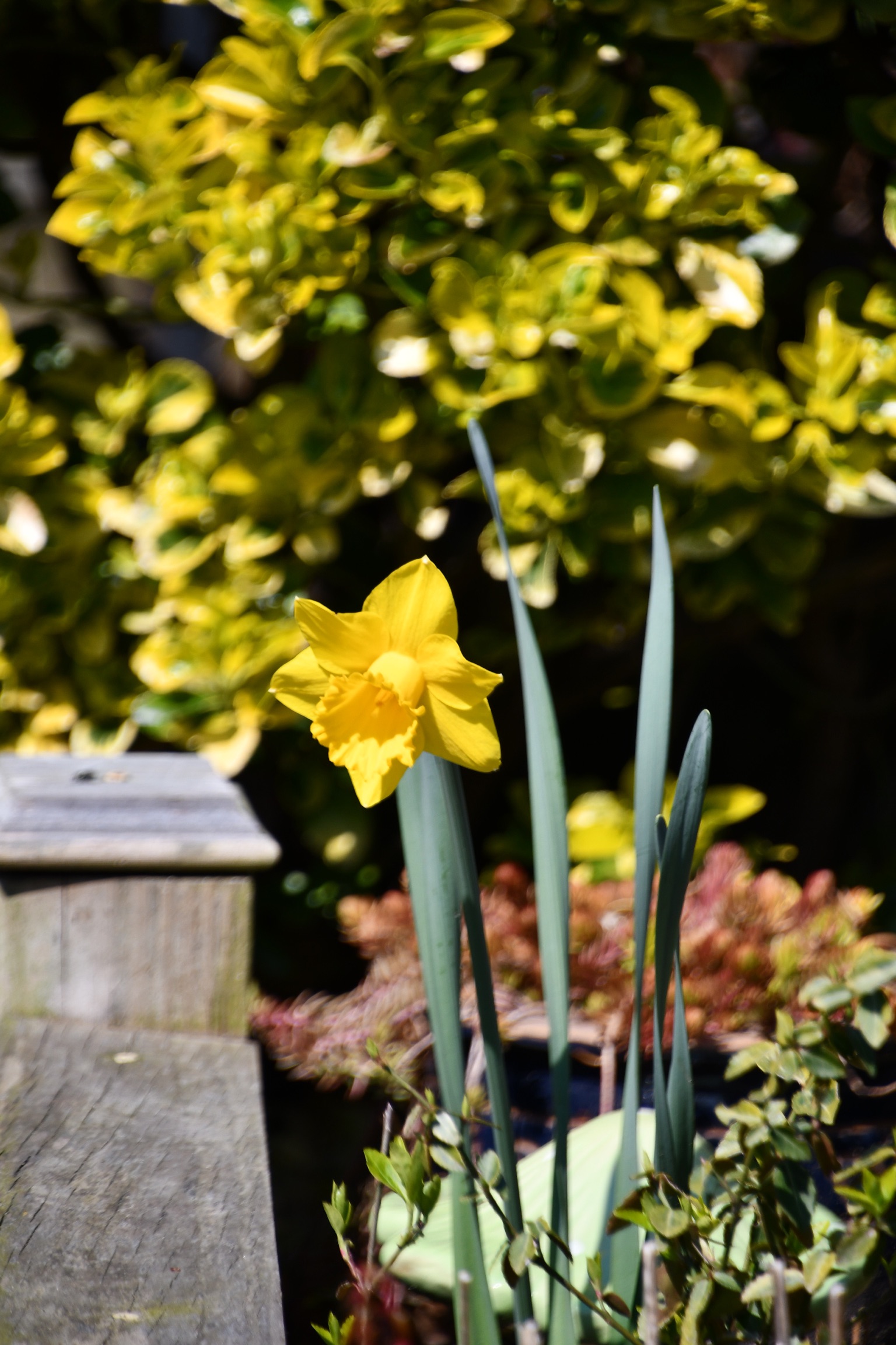 Daffodil in the cottage garden