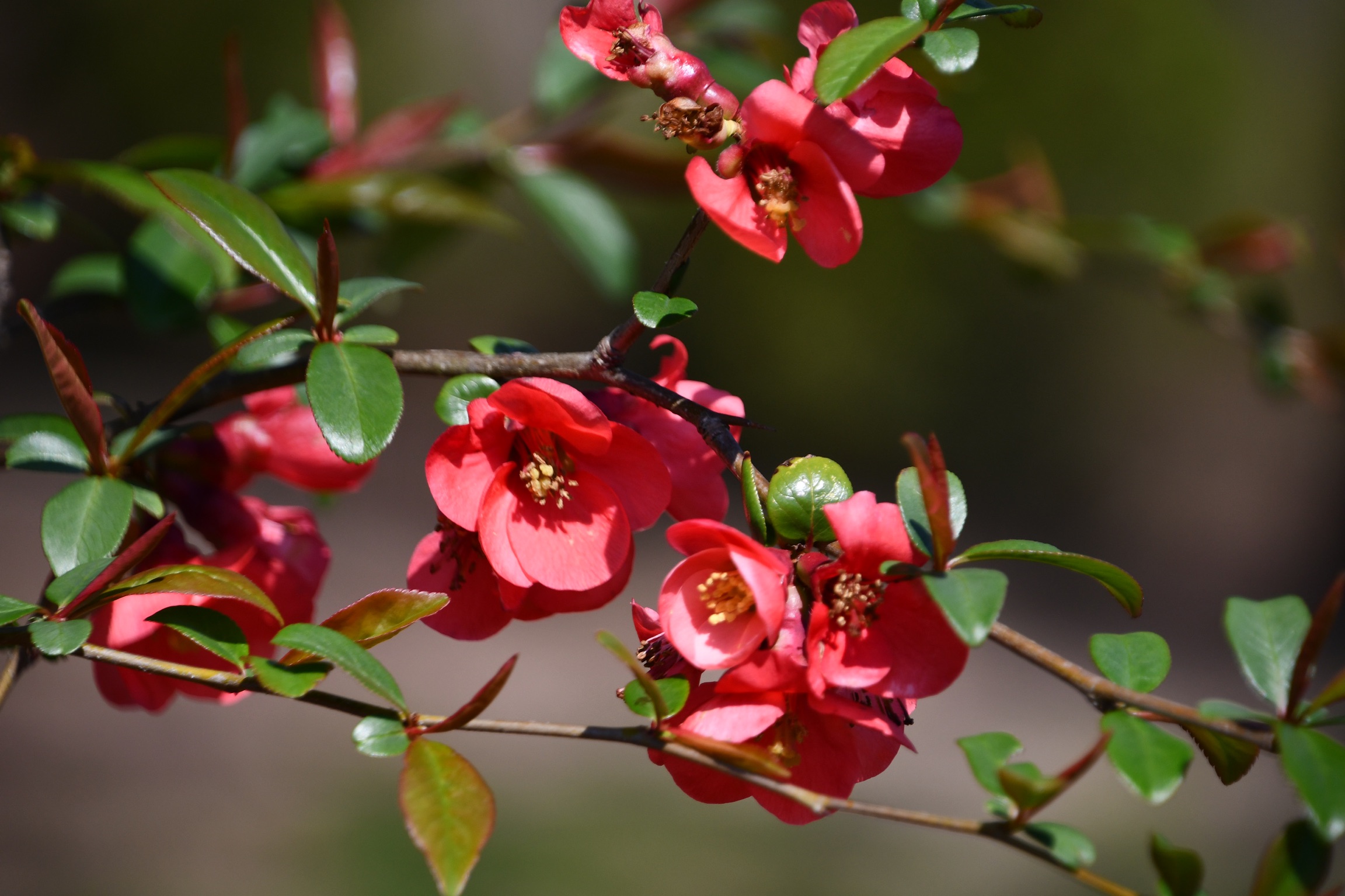 Red blossoms from the cottage garden